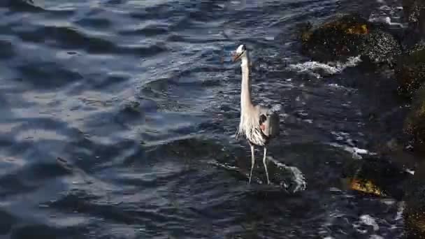 Great Blue Heron wygląda na posiłek — Wideo stockowe