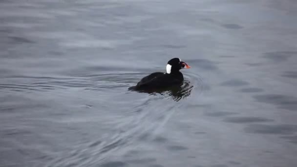 Un mâle Surf Scoter plonge pour la nourriture 