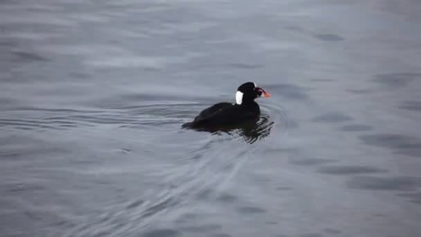 Bir erkek Surf kara ördek gıda için dalışlar — Stok video