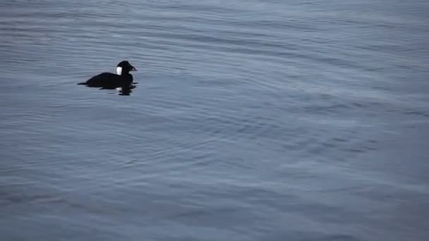 Bir erkek yetişkin Surf kara ördek gıda için dalışlar — Stok video