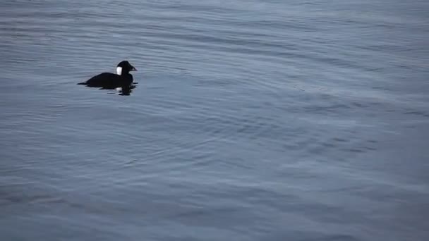 Ένα αρσενικό ενηλίκων Surf είδος θαλάσσιας πάπιας καταδύσεις για τα τρόφιμα — Αρχείο Βίντεο