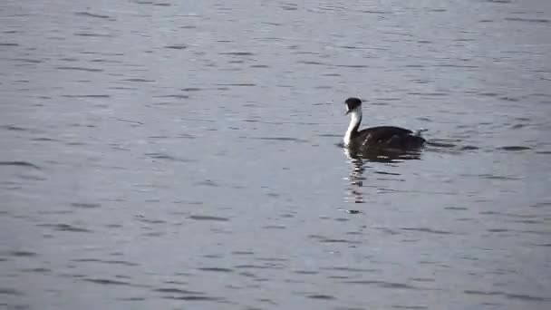 Un Grebe Occidental nada a lo largo de la costa del Pacífico — Vídeo de stock