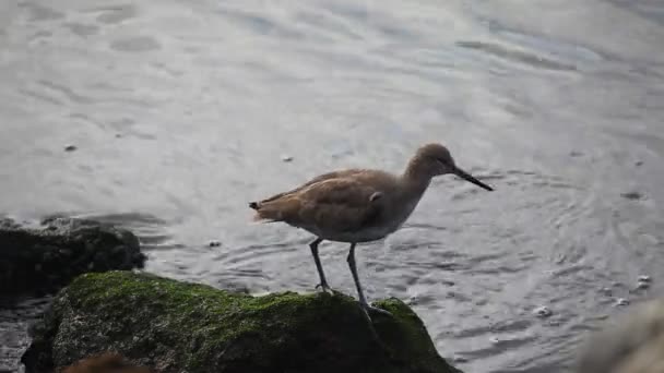 Um Willet na costa do Pacífico — Vídeo de Stock