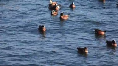 Amerikan Wigeon kış sürüsü