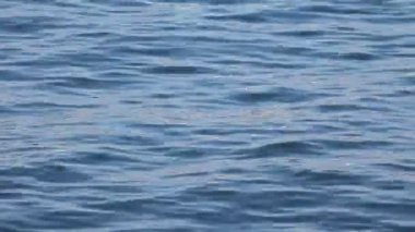 Bir kulaklı açık su yüzme batağan, Podiceps nigricollis,