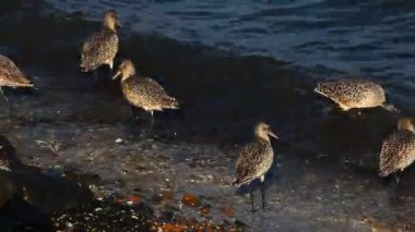 Yemek için mermer Godwits arama