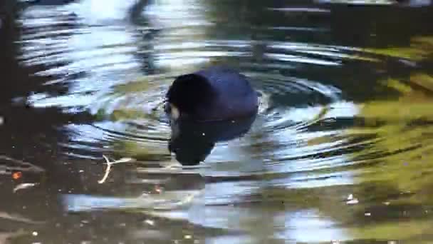 Un Coot americano visto en un círculo de ondulaciones — Vídeos de Stock