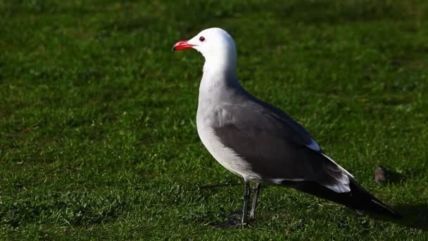 En Heermann Gull vilar i gräset — Stockvideo