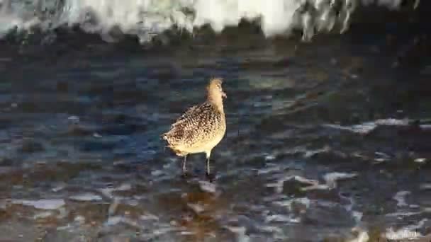 Eine marmorierte Uferschnepfe sucht an einem welligen Ufer nach Nahrung — Stockvideo