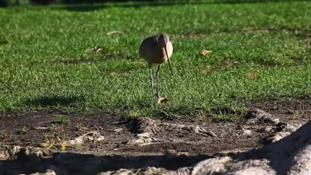 Eine marmorierte Uferschnepfe sucht Nahrung — Stockvideo