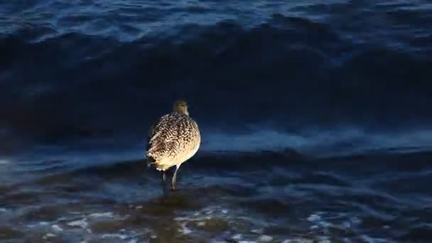Mramorovaný Godwit hledá jídlo podél pobřeží — Stock video
