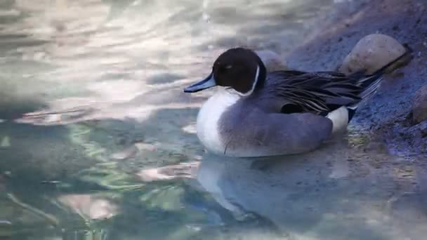 Un elegante macho Northern Pintail — Vídeo de stock