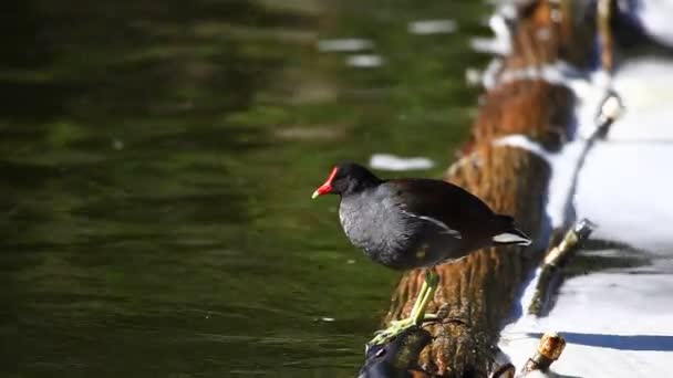 Una Gallinula Púrpura descansa sobre un tronco — Vídeos de Stock