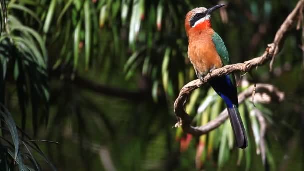 A colorful Whte-fronted Bee-Eater, Merops bullockoides — Stock Video