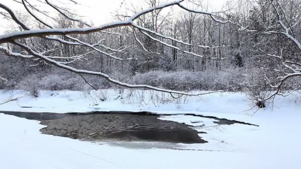 Зимний ручей с небольшим количеством открытой воды — стоковое видео