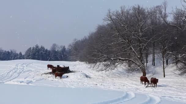 Коровы в поле зимой — стоковое видео