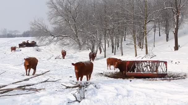 母牛在冬天雪中的字段 — 图库视频影像