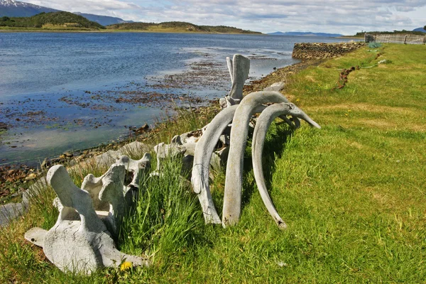 Whalebones door Beaglekanaal in Tierra del Fuego — Stockfoto