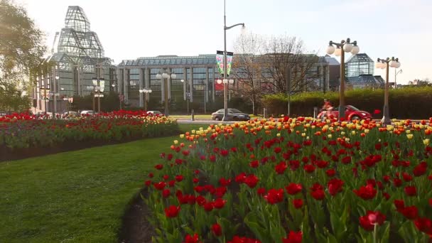 La Galería Nacional de Canadá con tulipanes en primer plano — Vídeo de stock