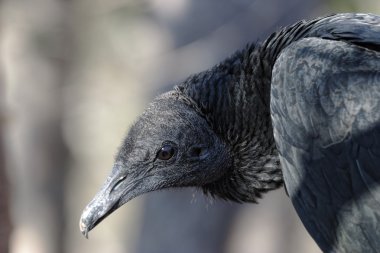 Black Vulture tight portrait clipart