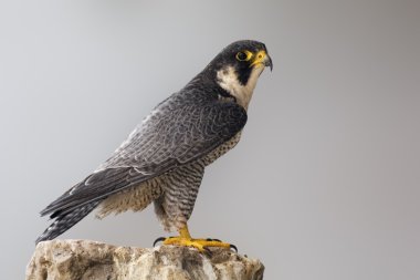 Peregrine Falcon kayanın üzerinde tünemiş