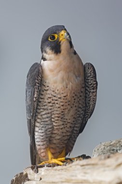 Kayanın üzerinde tünemiş bir Peregrine Falcon dikey görünüm