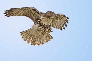 Kırmızı - kuyruklu şahin av hovering