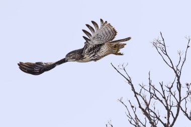 Red-tailed Hawk dives after prey clipart