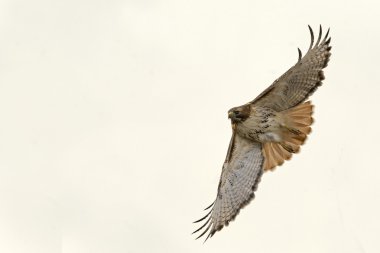 Red-tailed Hawk banks in flight clipart