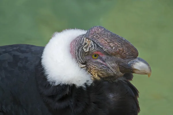 Closeup  view of an Andean Condor on the ground — Stock Photo, Image