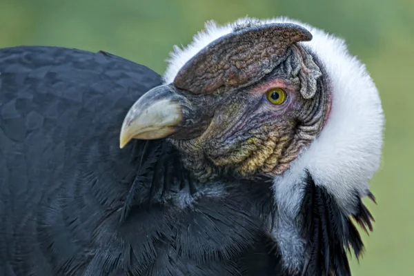 Yerdeki bir Andean Condor Görünümü Kapat — Stok fotoğraf