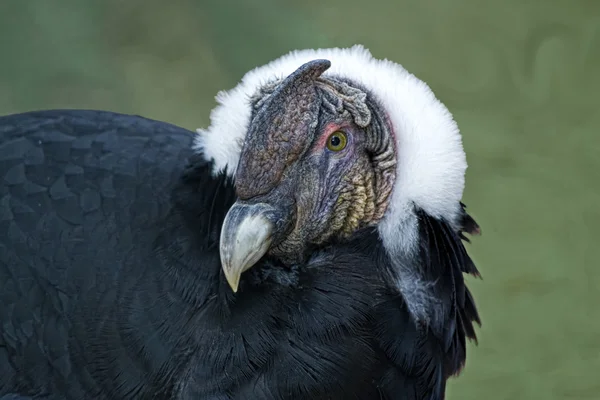Close up of an Andean Condor on the ground — Stock Photo, Image