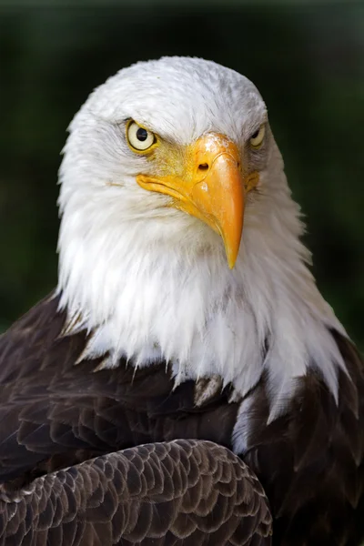 Portrait of a Bald Eagle, Haliaeetus leucocephalus — Stock Photo, Image