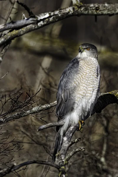 Vertical of a hunting Coopers Hawk perched in a tree — Stock Photo, Image