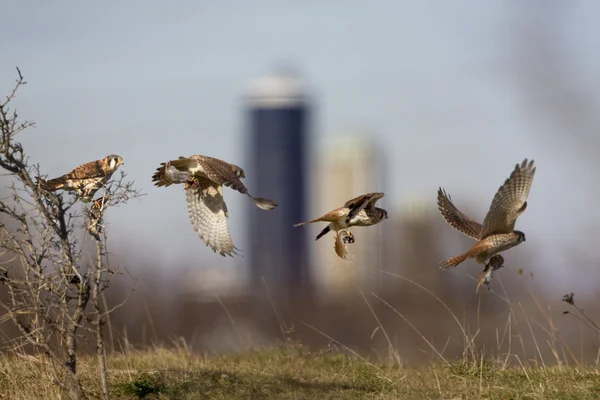Composite of an American Kestrel with prey item — Stock Photo, Image