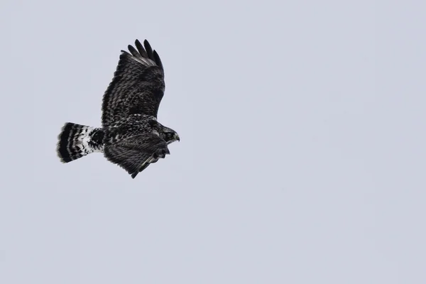 Maduro áspero piernas Hawk vuelo — Foto de Stock