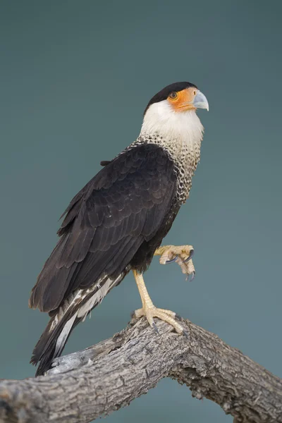 Vertical view of a Crested Caracara perched in a tree — Stock Photo, Image