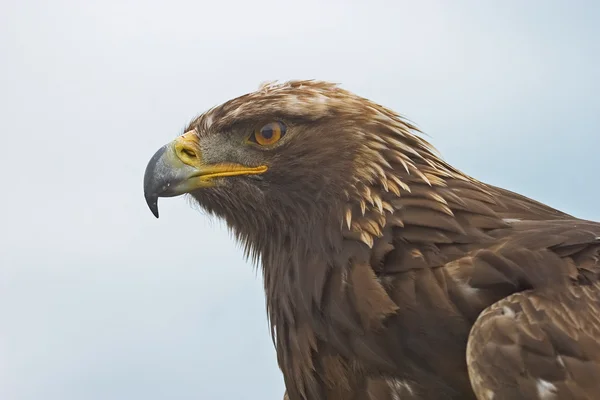 Portret te bekijken van een Golden Eagle — Stockfoto