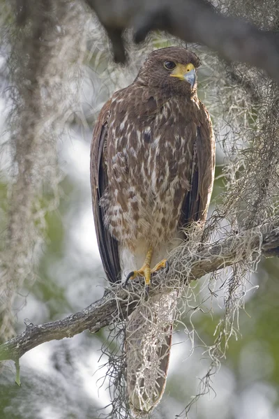 Juvenile Harris Hawk perched in a tree — Stock Photo, Image