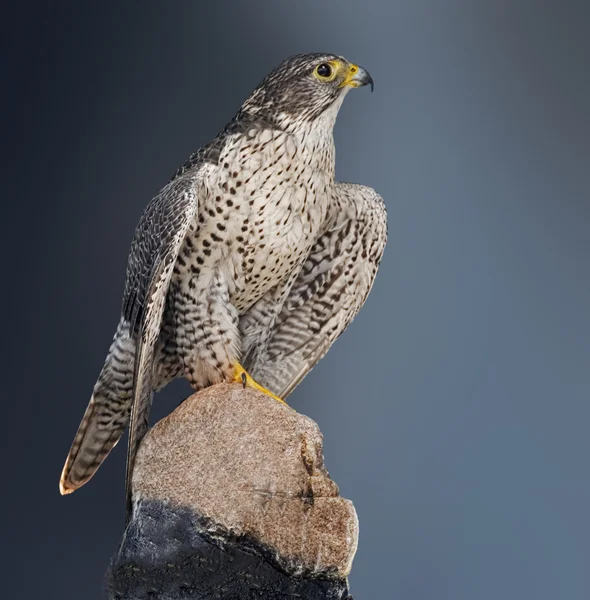 Gyrfalcon perched on a rock — Stock Photo, Image