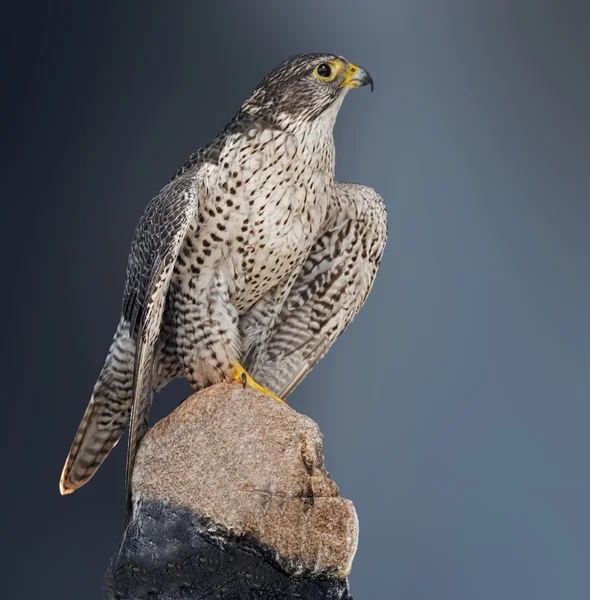 Kayanın üzerinde tünemiş gyrfalcon