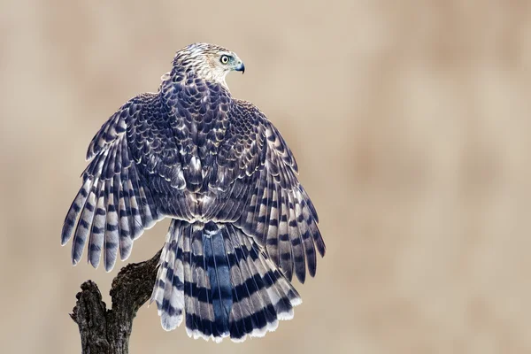 Coopers Hawk with wings spread — Stock Photo, Image