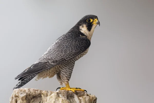 Un halcón peregrino posado sobre una roca — Foto de Stock