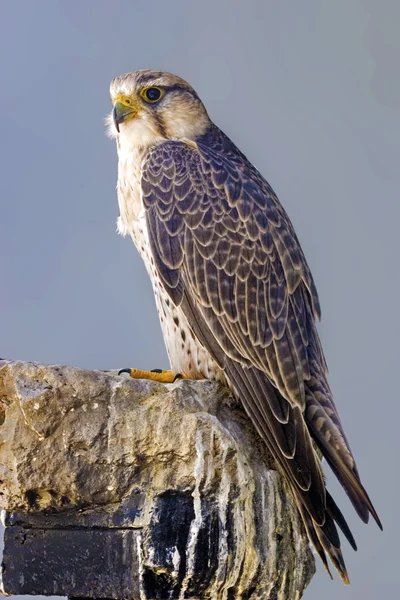 Lannervalk zat op een rots — Stockfoto