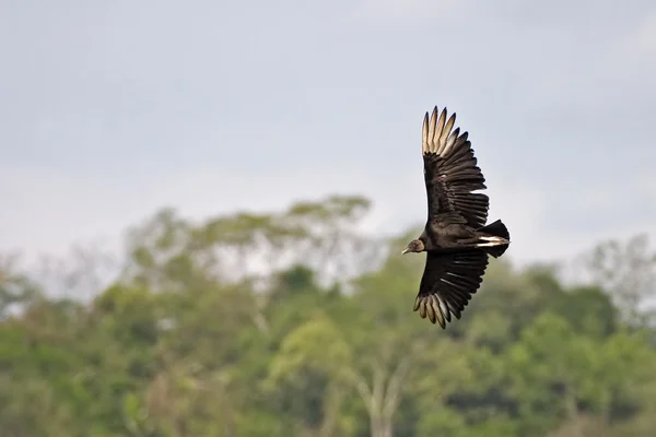 Black Vulture in flight over tropical forest — Stock Photo, Image