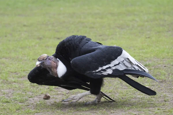 Een Andescondor op de grond — Stockfoto