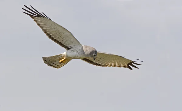Male Northern Harrier in flight — Stock Photo, Image