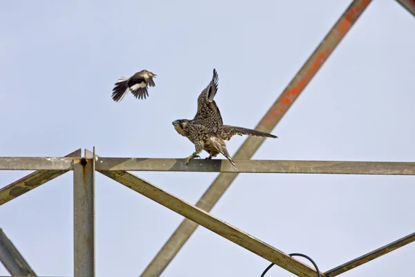 Faucon pèlerin juvénile bourdonné par un oiseau moqueur du Nord — Photo