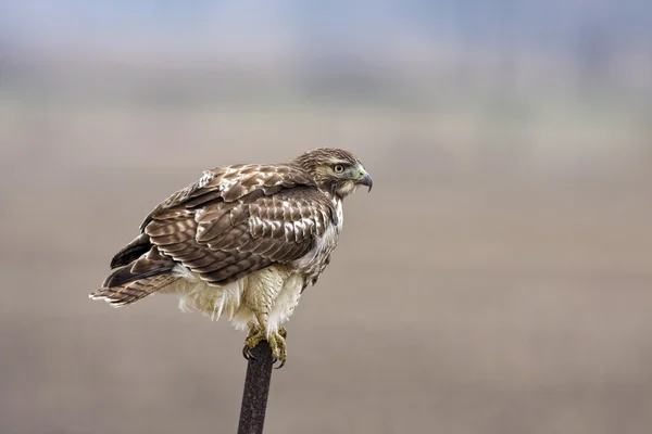 Rødhalet Hawk i alarmberedskab - Stock-foto