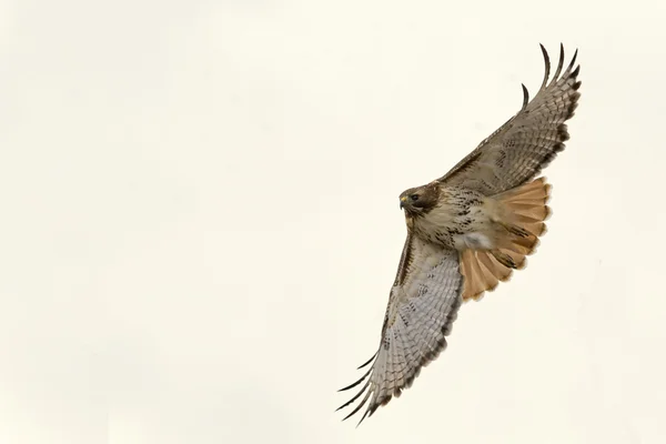 Red-tailed Hawk banks in flight — Stock Photo, Image